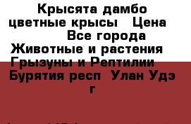 Крысята дамбо цветные крысы › Цена ­ 250 - Все города Животные и растения » Грызуны и Рептилии   . Бурятия респ.,Улан-Удэ г.